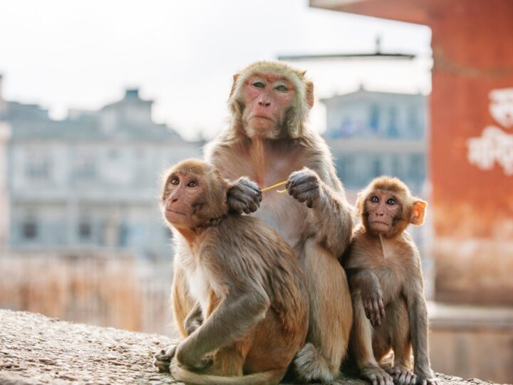 Monkey Town Arnhem  Parque de juegos cubierto